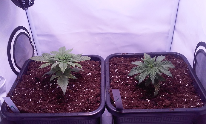 Growreport Bild 3