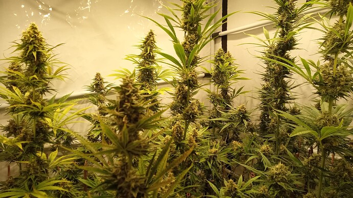 Growreport Bild 30