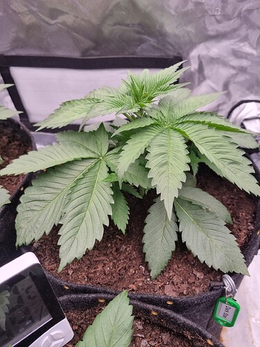 Growreport Bild 28
