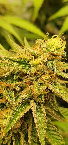 Growreport Bild 2