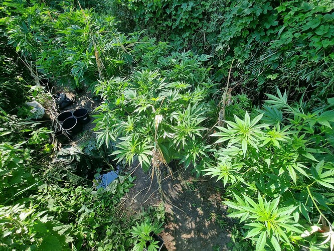 Growreport Bild 10