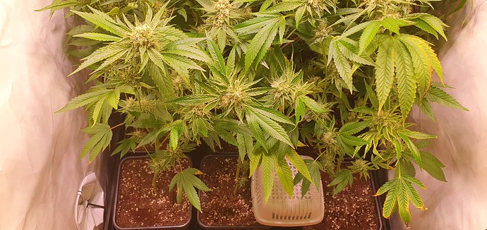 Growreport Bild 5