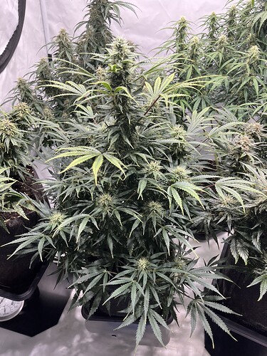 Growreport Bild 13