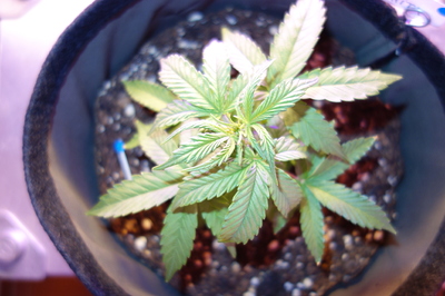 Eine junge Cannabispflanze in einem Stofftopf, die sich unter einer LED-Lampe streckt. Die Blätter zeigen Anzeichen von Aufhellung, was auf eine mögliche Nährstoff- oder Lichtproblematik hindeutet.