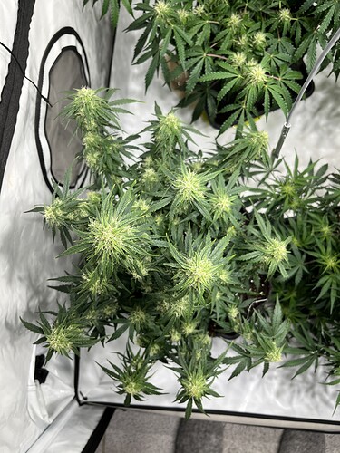 Growreport Bild 19