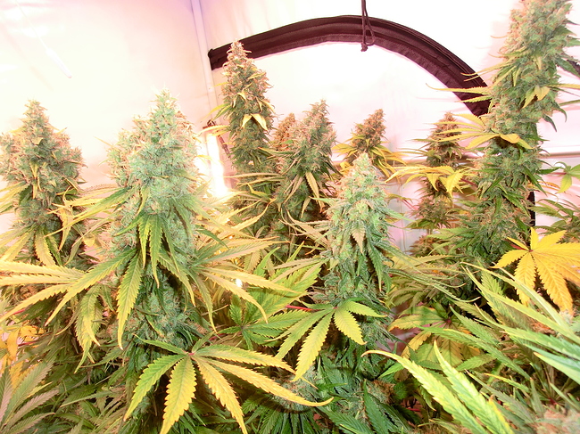 Growreport Bild 2