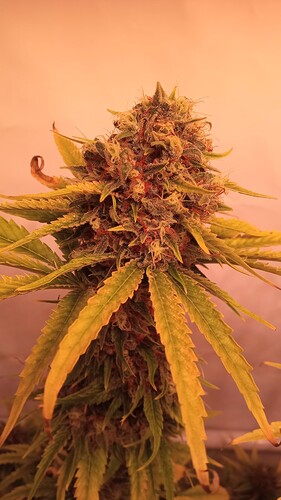 Growreport Bild 25