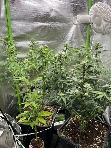Growreport Bild 9