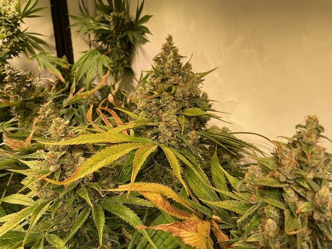 Growreport Bild 4