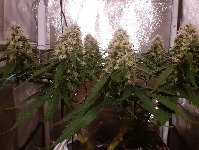 Growreport Bild 168
