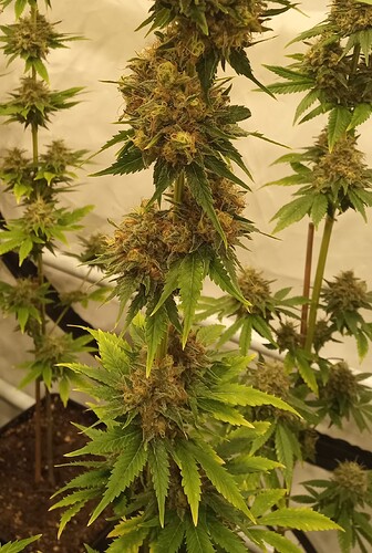 Growreport Bild 33