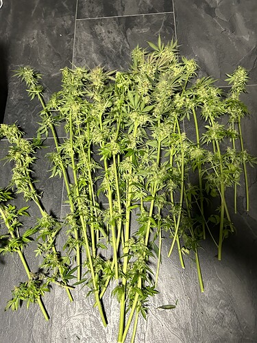 Growreport Bild 8