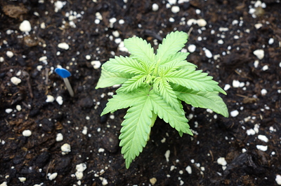 Ein junger Cannabis-Keimling mit mehreren Blättern, der in dunkler Erde wächst. Ein kleiner blauer Markierungsstab ist daneben zu sehen.