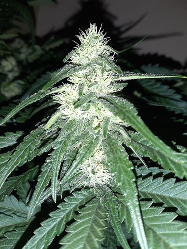 Growreport Bild 3