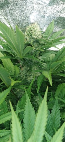 Growreport Bild 15