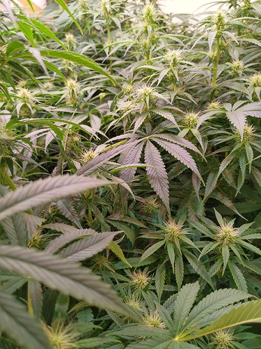 Growreport Bild 6