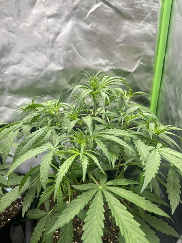Growreport Bild 31