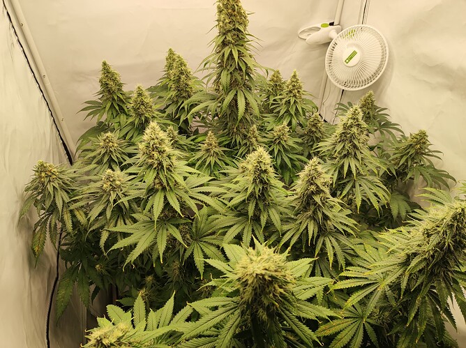Growreport Bild 6