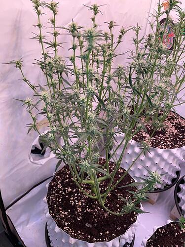 Growreport Bild 3