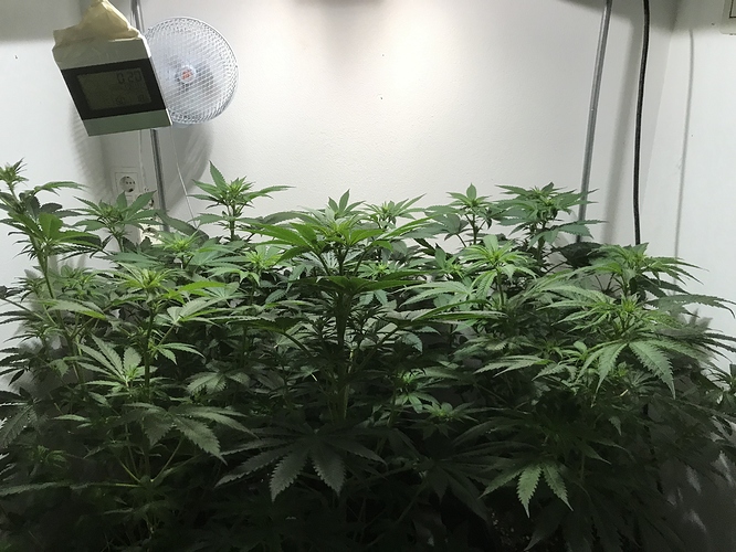 Growreport Bild 27