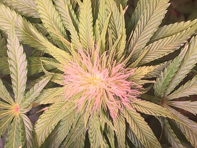 Growreport Bild 2