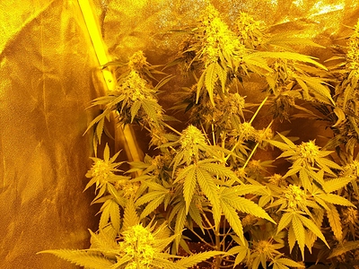 Growreport Bild 5