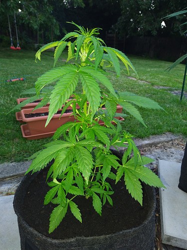 Growreport Bild 13