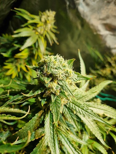 Growreport Bild 14