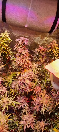 Growreport Bild 27