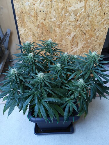Growreport Bild 2