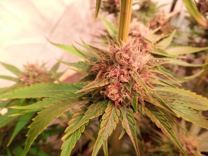 Growreport Bild 7