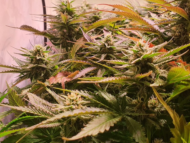 Growreport Bild 13