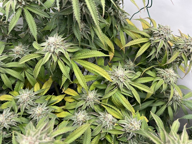 Growreport Bild 1