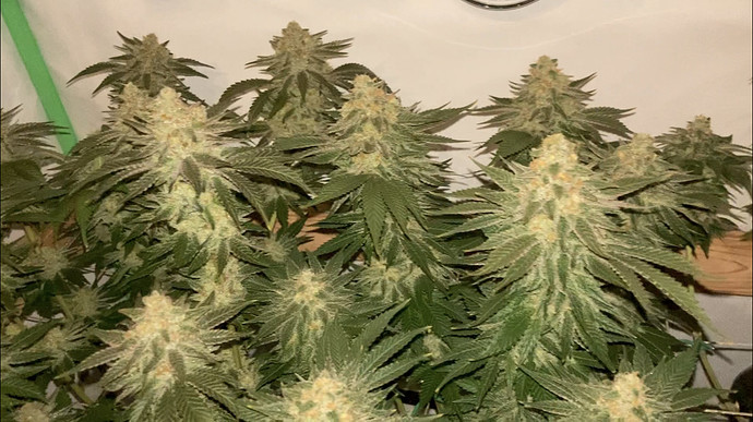 Growreport Bild 38