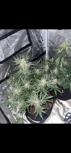 Growreport Bild 3