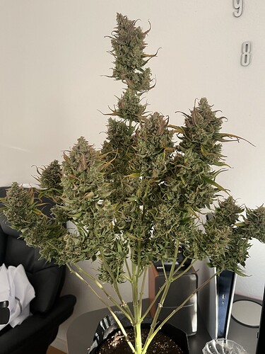 Growreport Bild 42