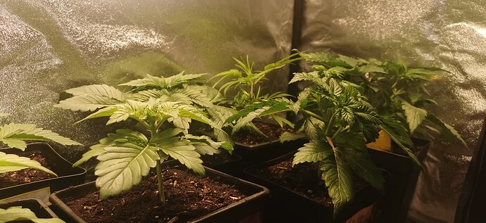 Growreport Bild 13