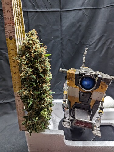 Growreport Bild 35