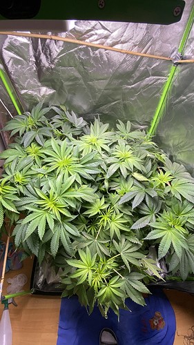 Growreport Bild 2