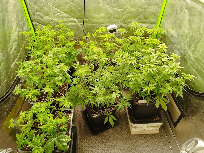 Growreport Bild 6