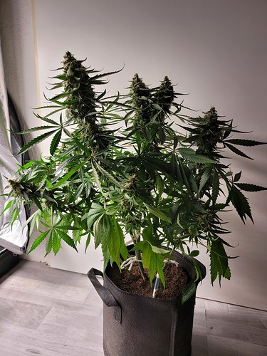 Growreport Bild 11