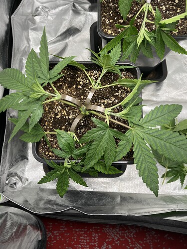 Growreport Bild 4