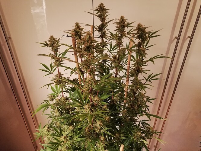 GG#2_231221-5