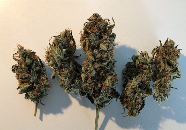 Growreport Bild 49