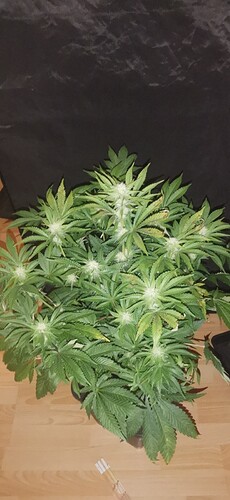 Growreport Bild 18