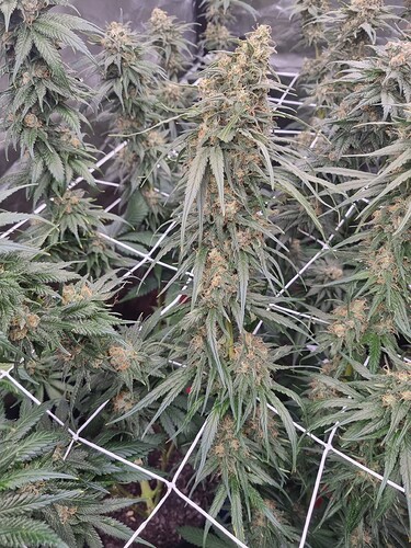 Growreport Bild 26