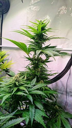 Growreport Bild 6