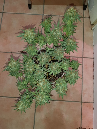 Growreport Bild 12