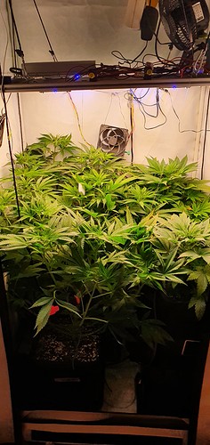 Growreport Bild 5