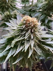 Growreport Bild 8